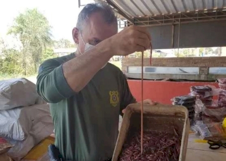 Isca 'das boas', minhocuçu vira polêmica com proibição e multas milionárias