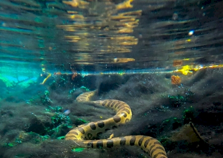 Sucuri gigante é flagrada por turistas durante flutuação em rio de água transparente de MS.