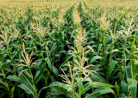 Safra 2021/22 de grãos cresce 4% em relação ao ciclo anterior e está estimada em 265,7 milhões de toneladas , segundo a Conab