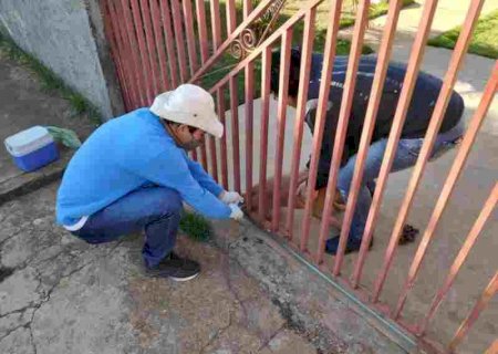 CCZ retoma campanha de vacinação antirrábica em Dourados