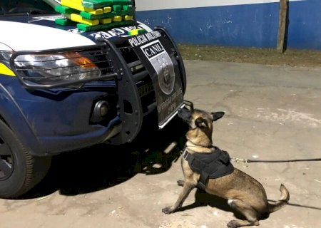 Com ajuda de cão farejador, polícia acha maconha que saiu de Dourados