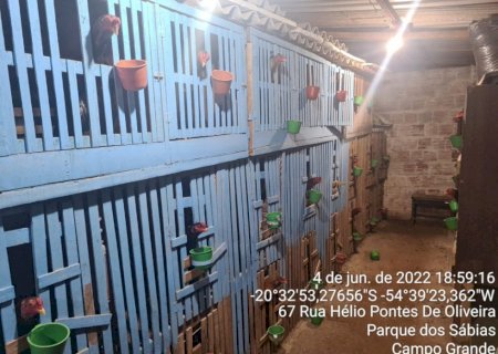 Polícia fecha criadouro de galos de briga e multa dono em R$ 47,5 mil
