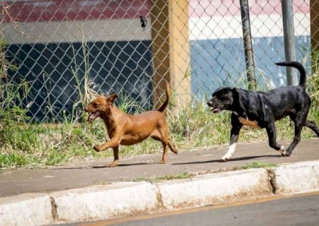 Condutor que atropelar animal na rua e não socorrer vai pagar multa de R$ 5 mil