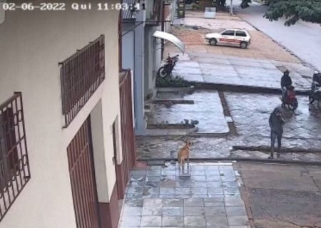 Cachorra espanta ladrões que cercavam moto para furtar