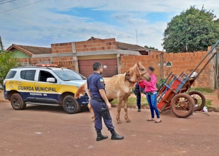 Guarda Municipal recupera carroça e cavalo furtados