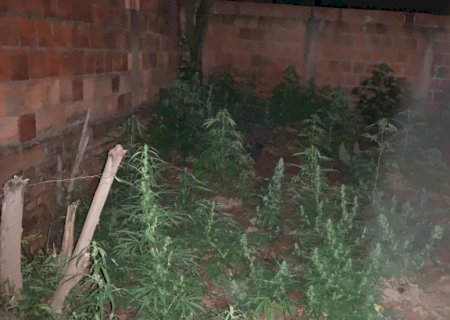 SIG prende casal que cultivava mais de 60 ‘pés’ de maconha no quintal de casa em Dourados