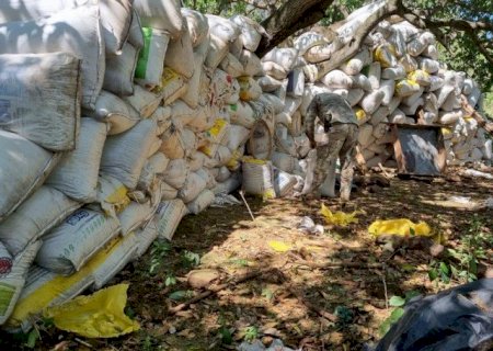 Operação Nova Aliança já destruiu mais de 40 toneladas de maconha na fronteira