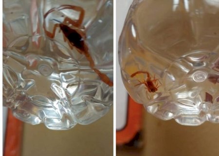 Moradoras relatam perigo e medo com aparecimento de escorpiões em Dourados