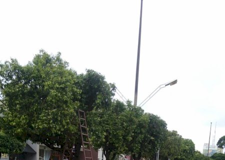 Cansado de Esperar pela Prefeitura,Comerciantes Realizam Podas de Arvores na Área Central de Dourados