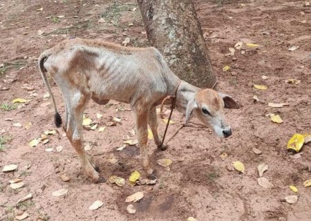 Mulher é autuada por deixar novilha amarrada, exposta ao tempo e sem alimento e água