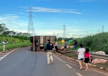 Pessoas 'saqueiam' carga viva de porcos, após carreta tombar em rodovia