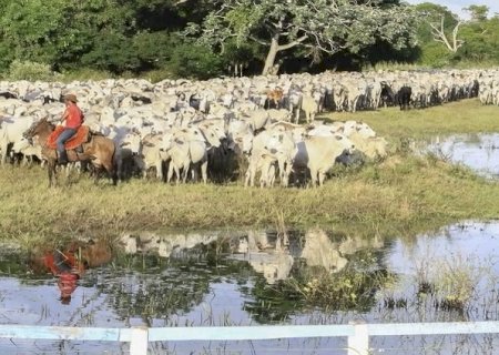Governo de MS acompanha com preocupação embargo a carne bovina diante do caso de vaca louca no Pará