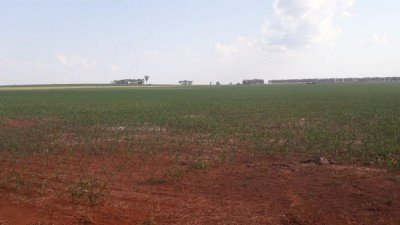 Mato Grosso do Sul plantou 1,6 milhão de hectares de milho, 71% da área estimada