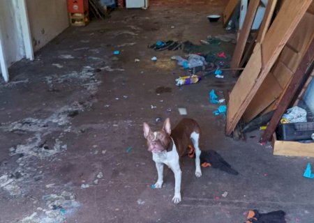 Solto na rua, pitbull ataca gêmeos em área movimentada de Dourados