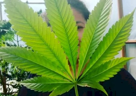 Moradora de MS consegue na Justiça direito de plantar maconha medicinal