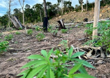 Plantação de maconha é destruída em operação policial