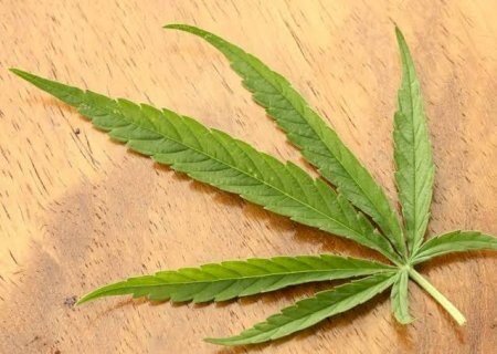 STJ autoriza que paciente cultive até 354 mudas de cannabis por ano