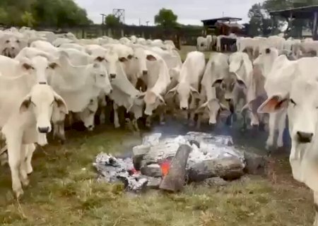 Produtor rural faz fogueiras para aquecer o gado do frio em MS