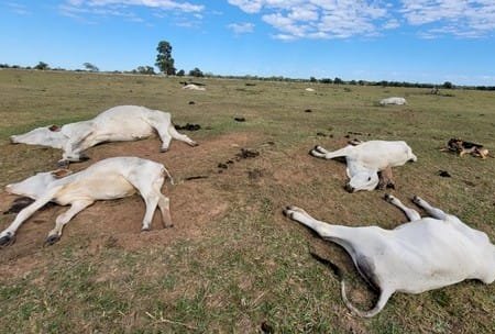 Mais de Mil Cabeça de Gados Morrem de Frio em Ms: Prejuizo é de R$ 3 Milhôes