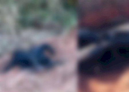 Corpos carbonizados encontrado em estrada são identificados pela polícia