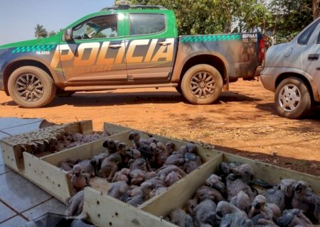 Casal é preso pela PMA traficando quase 80 filhotes de papagaio