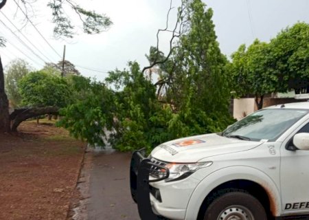 Vento de 57 km por hora derruba duas árvores em Dourados