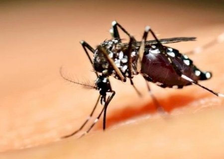 SES reforça cuidados para evitar criadouros da dengue