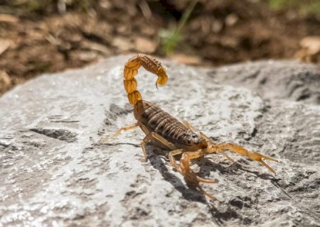 Temperaturas acima da média favorecem casos de acidentes com escorpiões