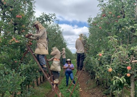 Produtores assumem compromisso com direitos trabalhistas de indígenas