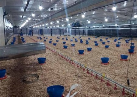 Incentivo a avicultura de MS garante mais de R$ 35 milhões aos produtores