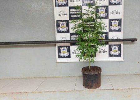 Guarda encontra pé de maconha em terreno no Altos do Indaiá