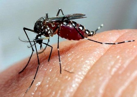 Dengue: Brasil tem mais de mil mortes confirmadas ou em investigação