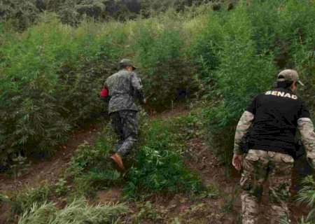 Operação conjunta destrói 15 toneladas de maconha em lavouras da fronteira