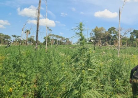 Senad e Polícia Federal brasileira eliminaram 441 toneladas de maconha em 5 dias