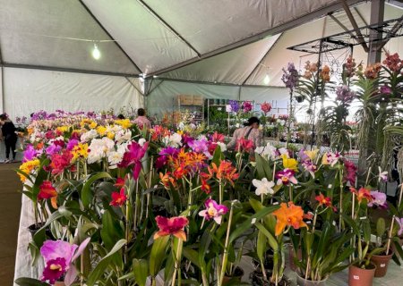 Procon divulga pesquisa de flores para o Dia da Mães em Dourados