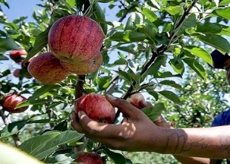 MPT e MPF tentam conter exploração de indígenas em lavouras de maçã