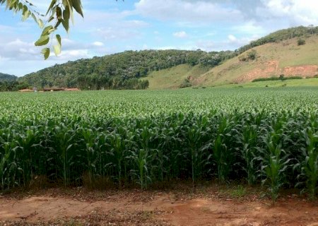 Qualidade das lavouras em Mato Grosso do Sul sofre nova redução