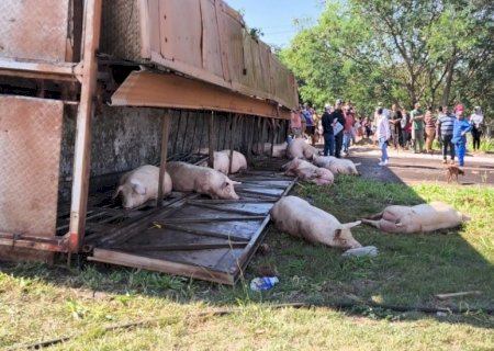 Polícia abre inquérito para apurar furto de porcos após carreta tombar em Dourados