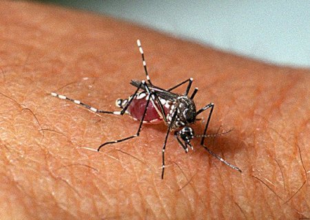 Dengue já afetou 14 mil pessoas e matou 28 neste ano em Mato Grosso do Sul