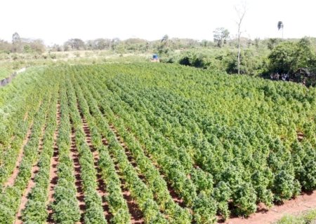 Maconha ‘premium’ produzida para o mercado brasileiro é destruída na fronteira