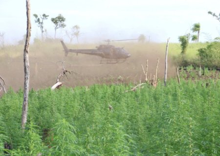 Trabalho entre Senad e PF destrói plantações de maconha na fronteira de MS