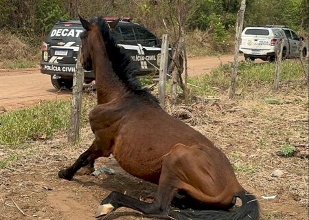 Mulher é presa em flagrante por maus-tratos de cão e 2 cavalos são resgatados pela Polícia Civil