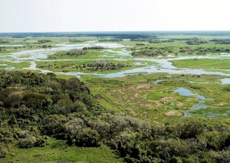 Com R$ 1,83 bi/ano, pecuária é a maior geradora de empregos no Pantanal