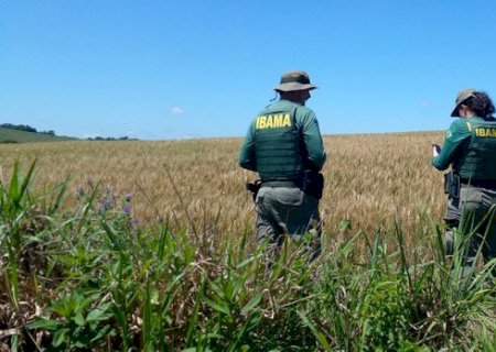 Ibama combate cultivo de transgênicos em Terras Indígenas em Mato Grosso do Sul e SC