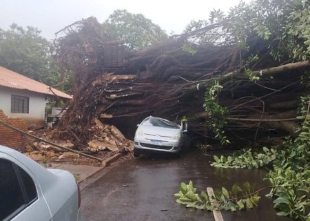 Seringueira que caiu e destruiu carros estava “condenada” há 3 anos