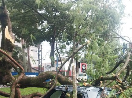 Árvore cai sobre carro durante chuva em Dourados