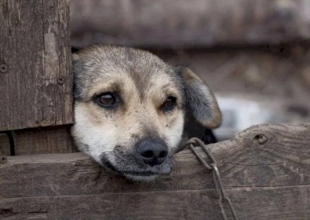 Crimes de maus-tratos a animais podem ser denunciados pela Delegacia Virtual