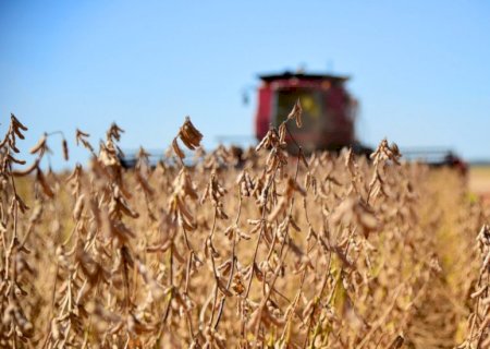Colheita da soja atinge 25,5% da área semeada em 2024/25, diz Conab