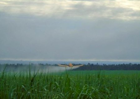 MPT notifica ACP Bioenergia contra pulverização aérea de agrotóxicos