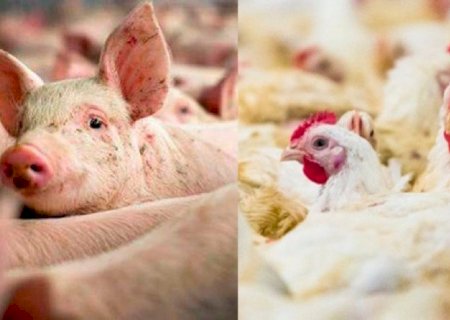 Custos na produção de frangos de corte e suínos aumentam em janeiro